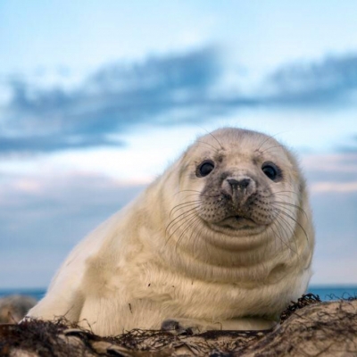 Резерваты для сохранения тюленей создадут в Мангистау
